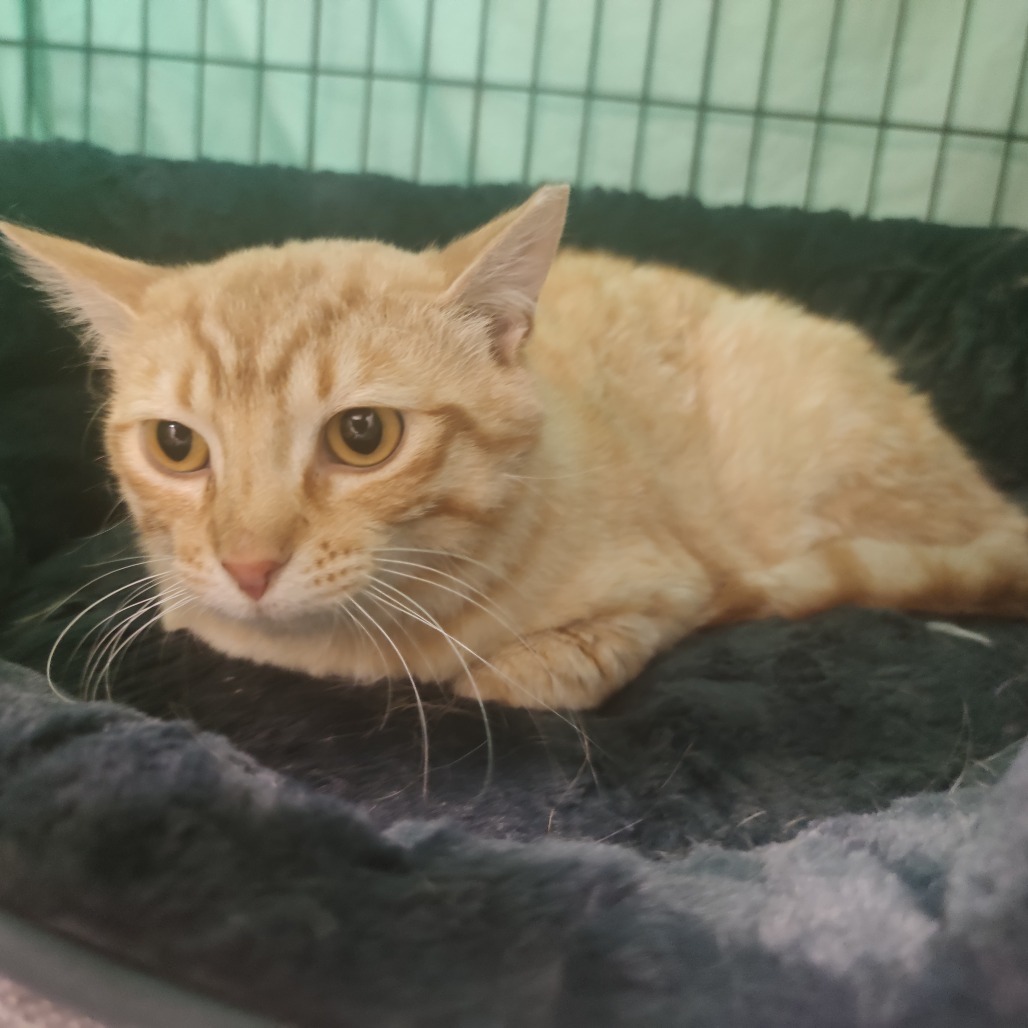 Beans, an adoptable Domestic Short Hair in Bismarck, ND, 58507 | Photo Image 6