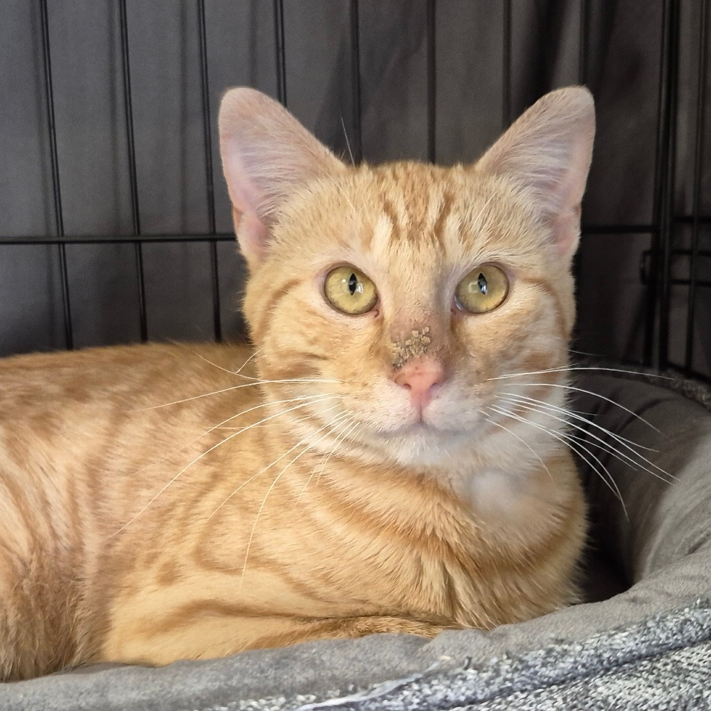 Stark, an adoptable Domestic Short Hair in Bismarck, ND, 58507 | Photo Image 3