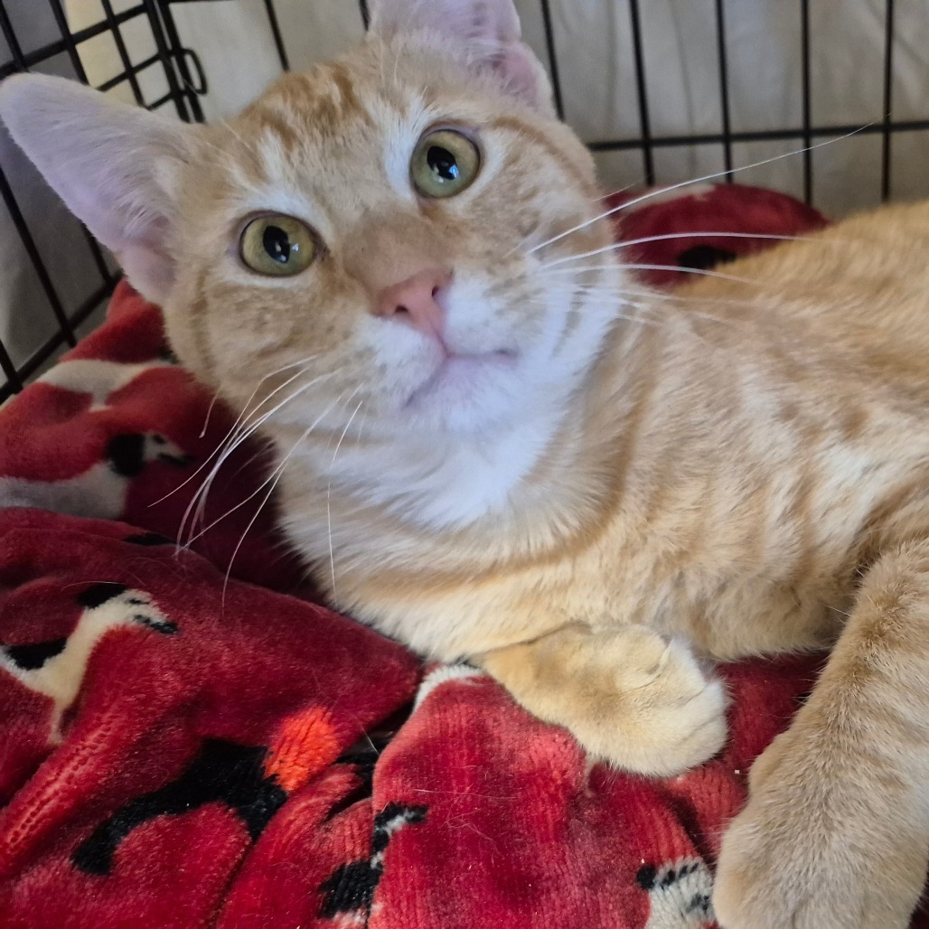 Stark, an adoptable Domestic Short Hair in Bismarck, ND, 58507 | Photo Image 4