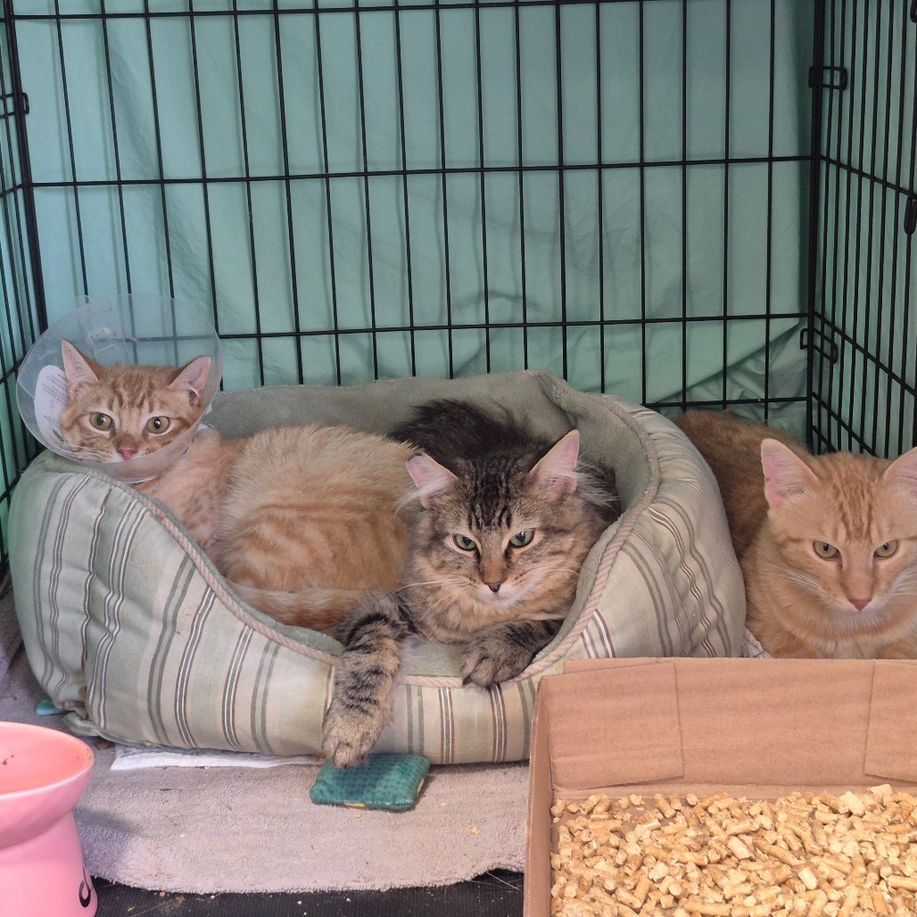 Stark, an adoptable Domestic Short Hair in Bismarck, ND, 58507 | Photo Image 5