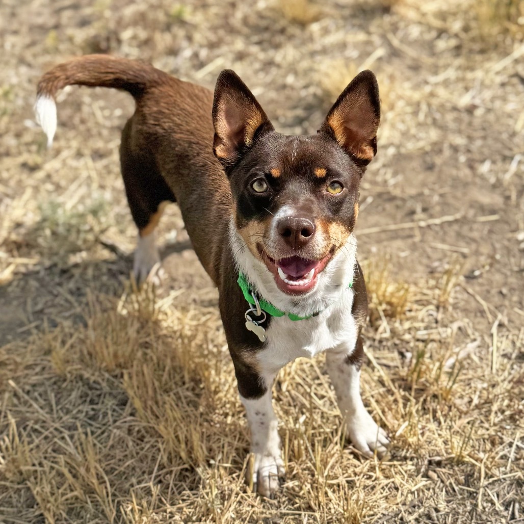 Mocha, an adoptable Mixed Breed in Hailey, ID, 83333 | Photo Image 1