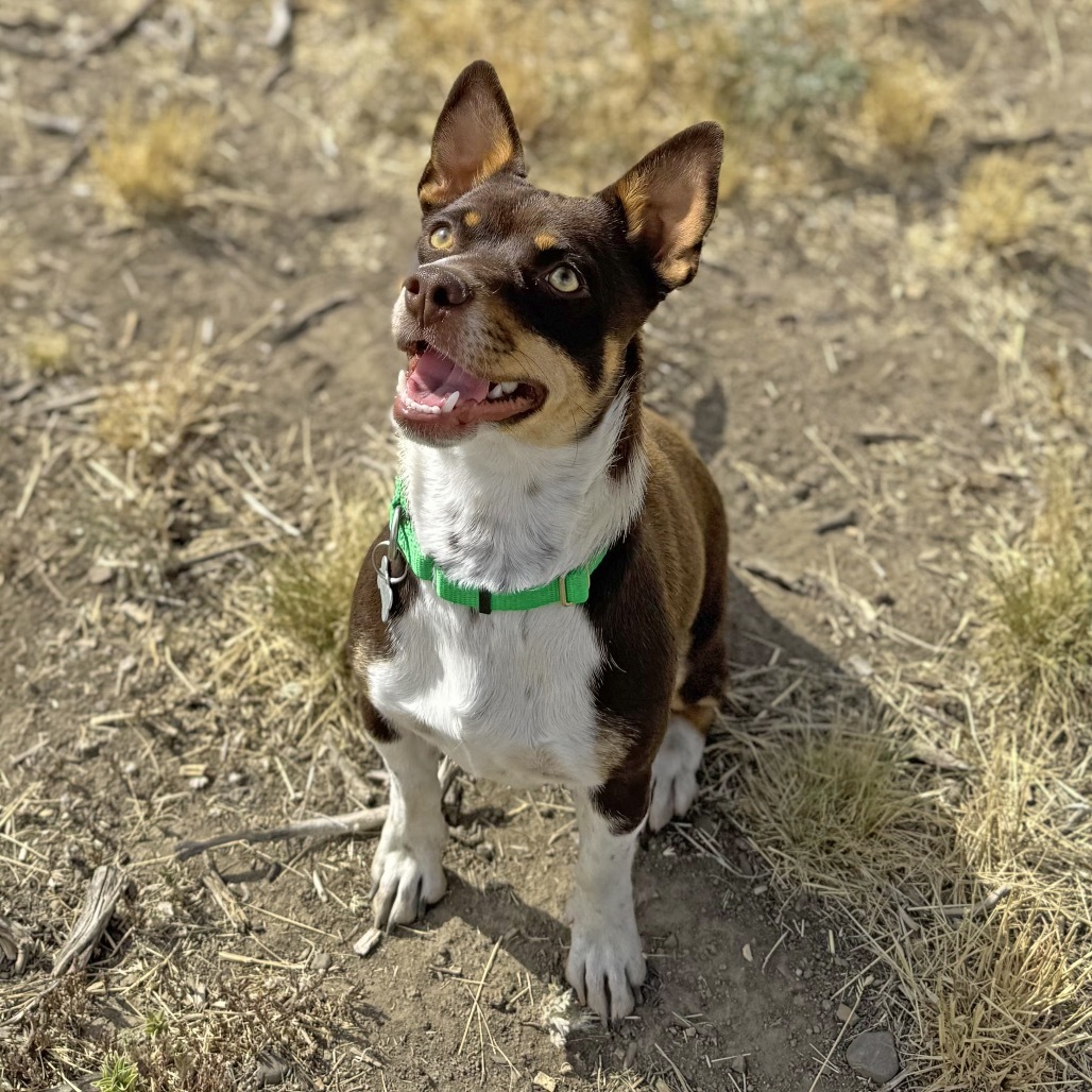 Mocha, an adoptable Mixed Breed in Hailey, ID, 83333 | Photo Image 2
