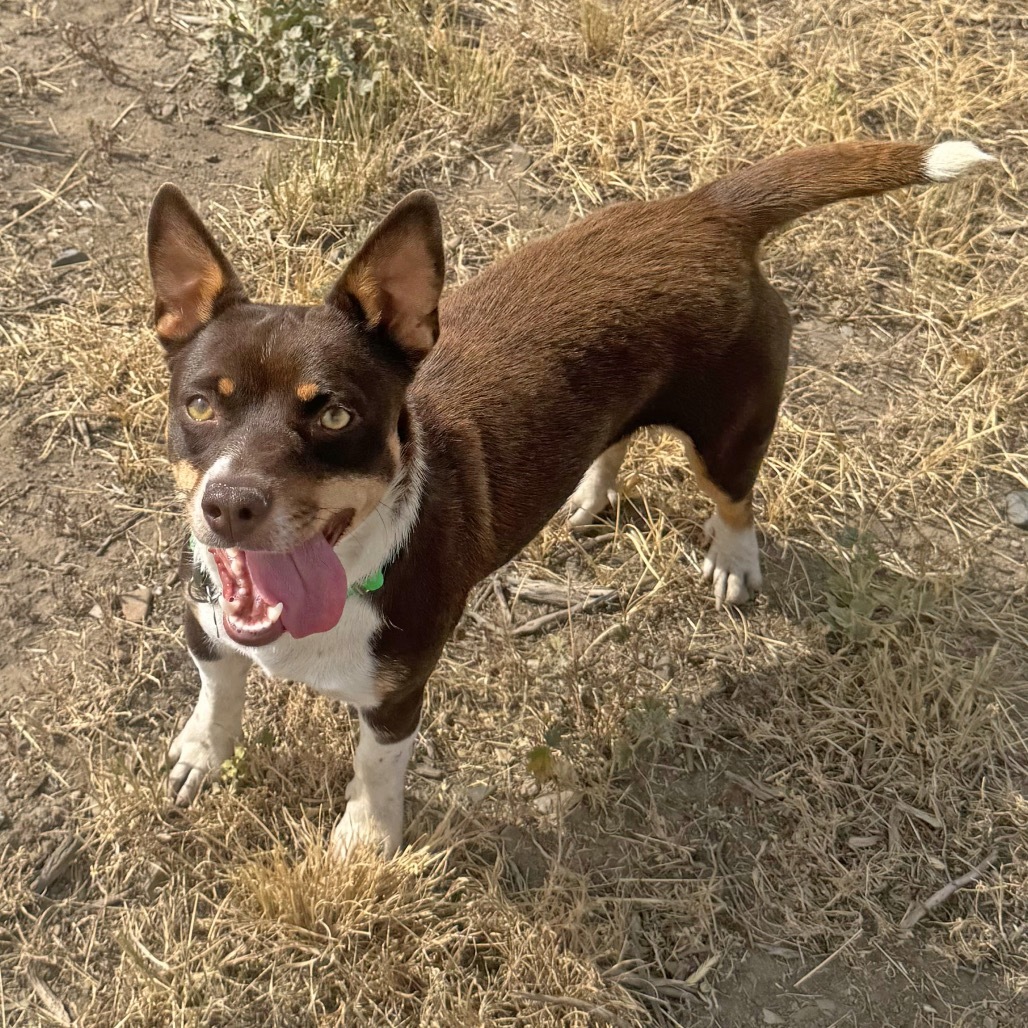 Mocha, an adoptable Mixed Breed in Hailey, ID, 83333 | Photo Image 3