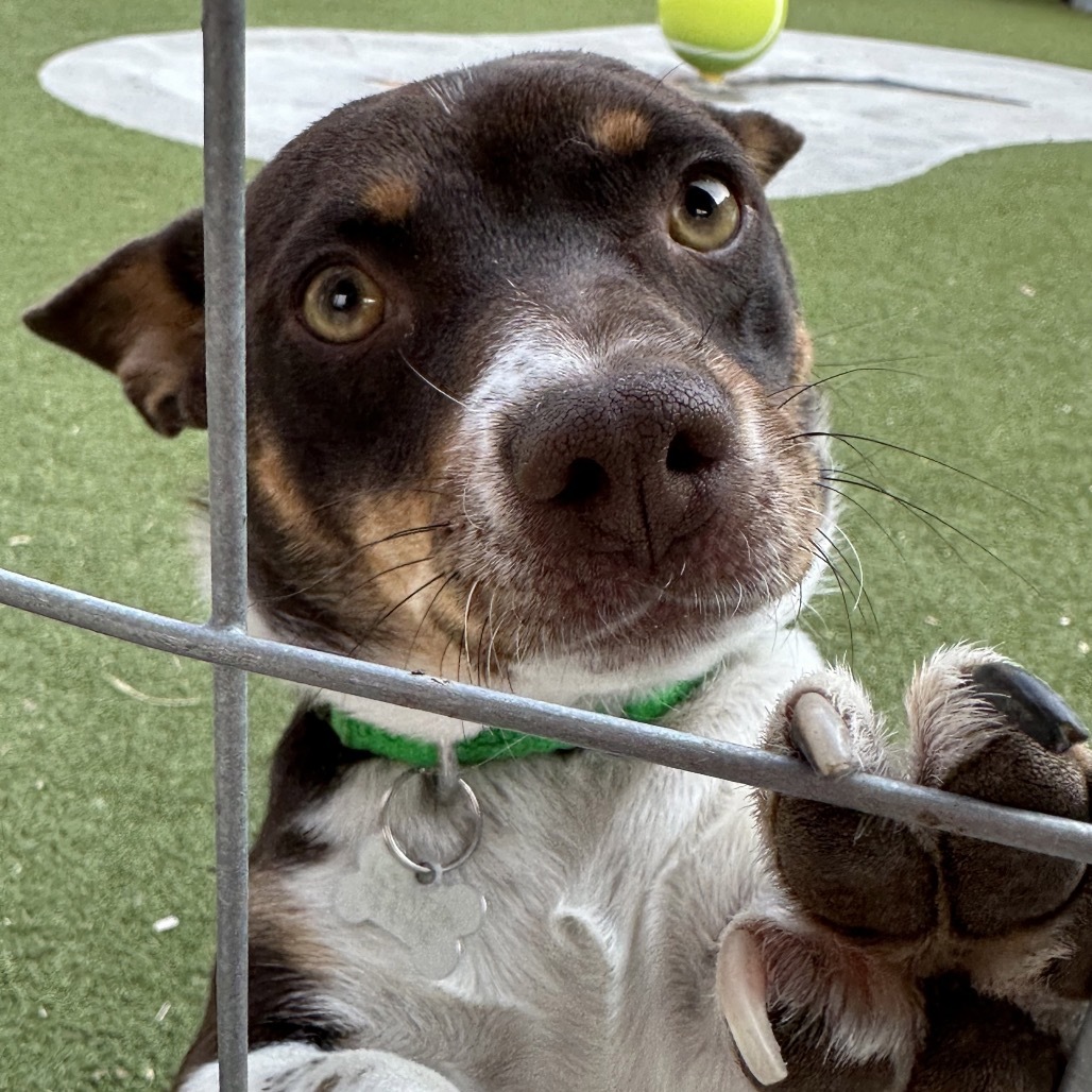 Mocha, an adoptable Mixed Breed in Hailey, ID, 83333 | Photo Image 4