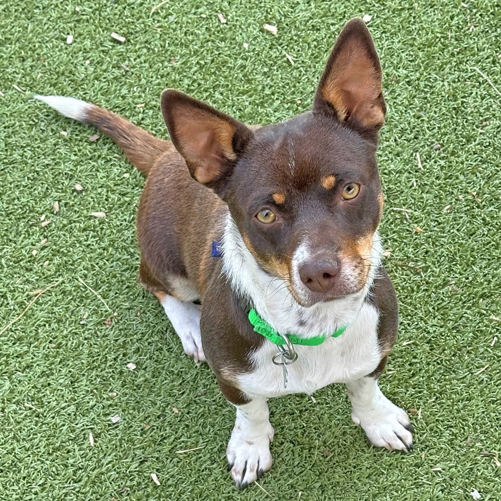 Mocha, an adoptable Mixed Breed in Hailey, ID, 83333 | Photo Image 5