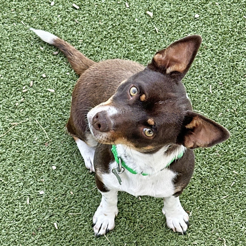 Mocha, an adoptable Mixed Breed in Hailey, ID, 83333 | Photo Image 6