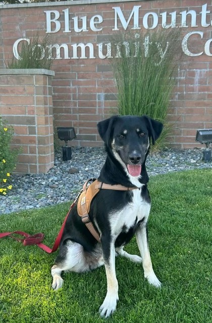 Tripp, an adoptable Australian Cattle Dog / Blue Heeler, Mixed Breed in Pendleton, OR, 97801 | Photo Image 1