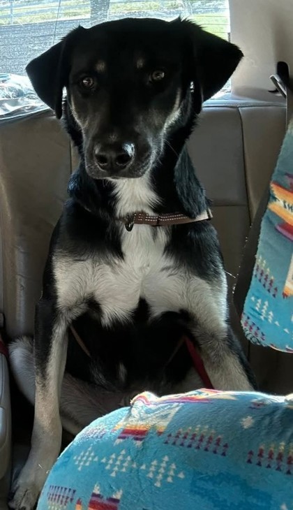 Tripp, an adoptable Australian Cattle Dog / Blue Heeler, Mixed Breed in Pendleton, OR, 97801 | Photo Image 2