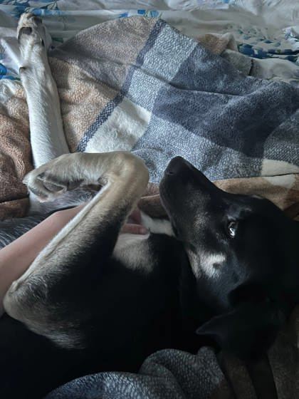 Tripp, an adoptable Australian Cattle Dog / Blue Heeler, Mixed Breed in Pendleton, OR, 97801 | Photo Image 3