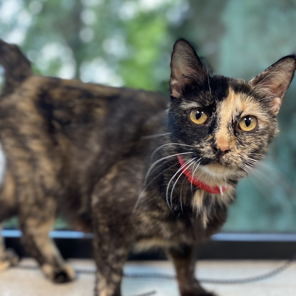 Tigger, an adoptable Domestic Medium Hair in Great Falls, MT, 59404 | Photo Image 1