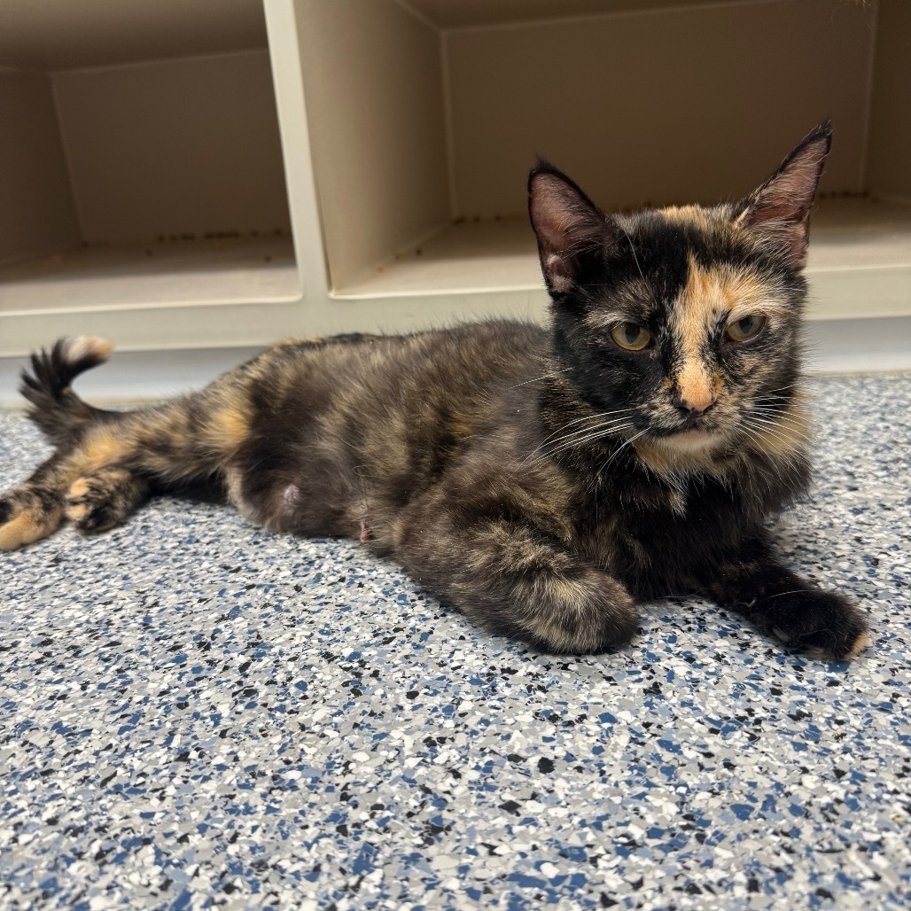 Tigger, an adoptable Domestic Medium Hair in Great Falls, MT, 59404 | Photo Image 2