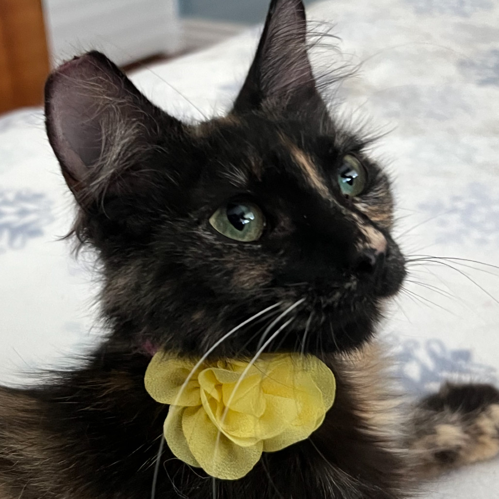 Belle