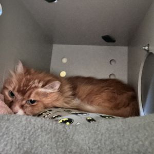 Beanie, Senior Male unknown