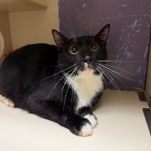 Franny, Adult Female unknown