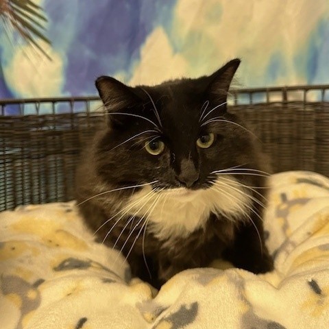 HACC-Stray-29952