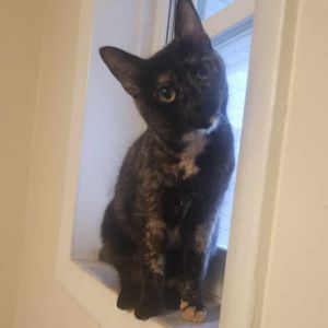 Spade, Young Female unknown