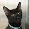 Meowington III photo 1