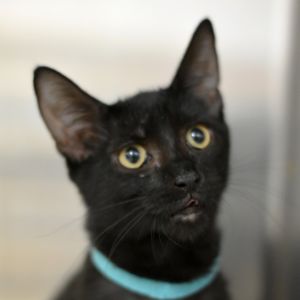 Meowington III, Baby Male unknown