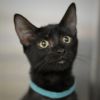 Meowington III photo 2