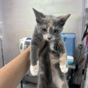 Trixie (Callie), Young Female unknown