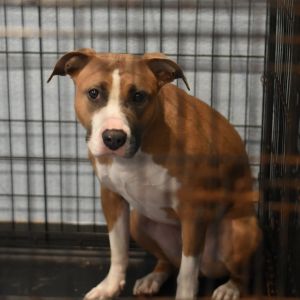 Mia, Adult Female unknown