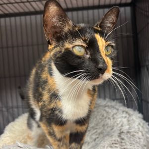 Petunia, Adult Female unknown