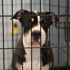 Dior, Adult Female unknown