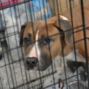 Lucy, Adult Female unknown
