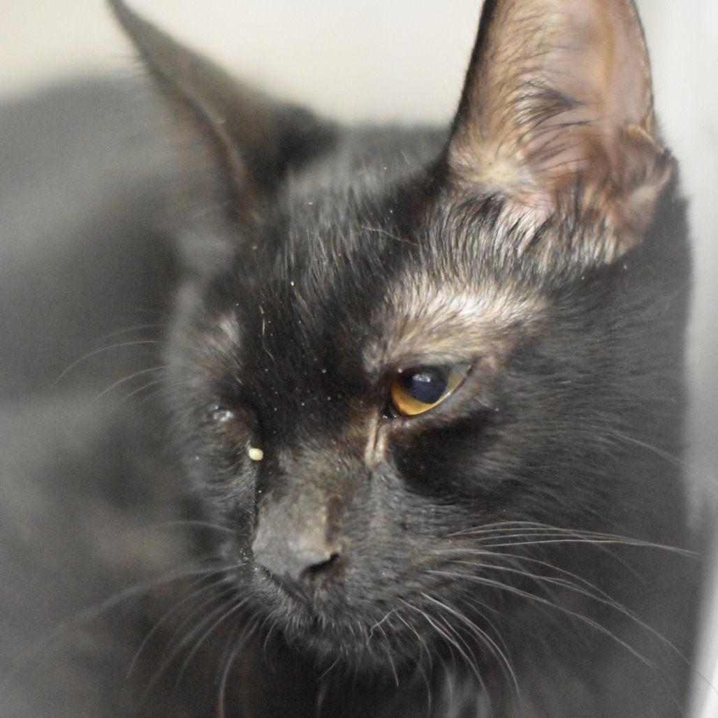 Elvis Purr-esley