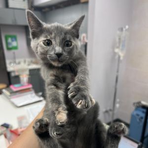 Pixie (Misty), Young Female unknown