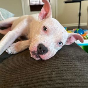 Chuppi, Young Female unknown