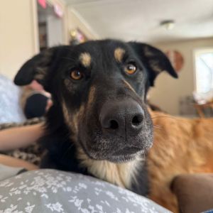 Deuce, Adult Male unknown