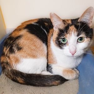 Catiana, Young Female unknown