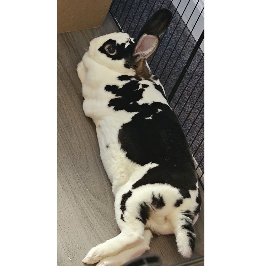 Rosie