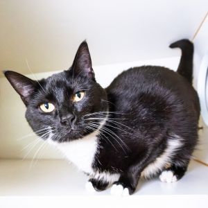 Angel, Adult Female unknown