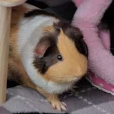 Cookie, Young Female unknown