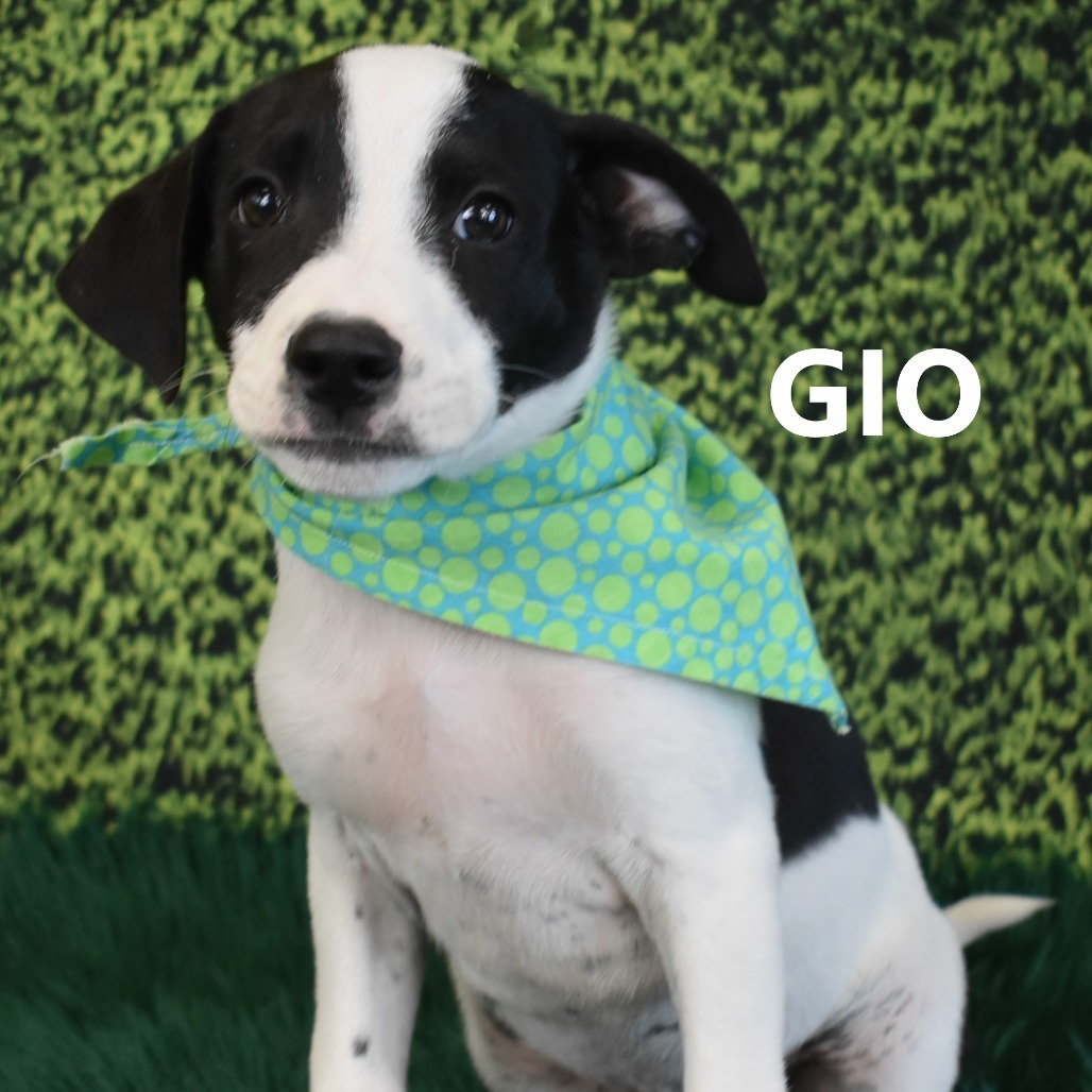 Gio