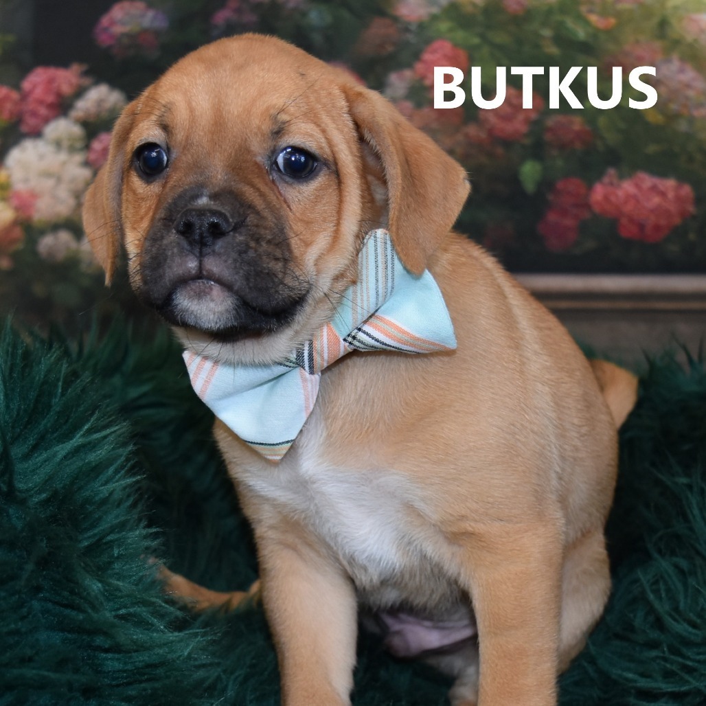 Butkus