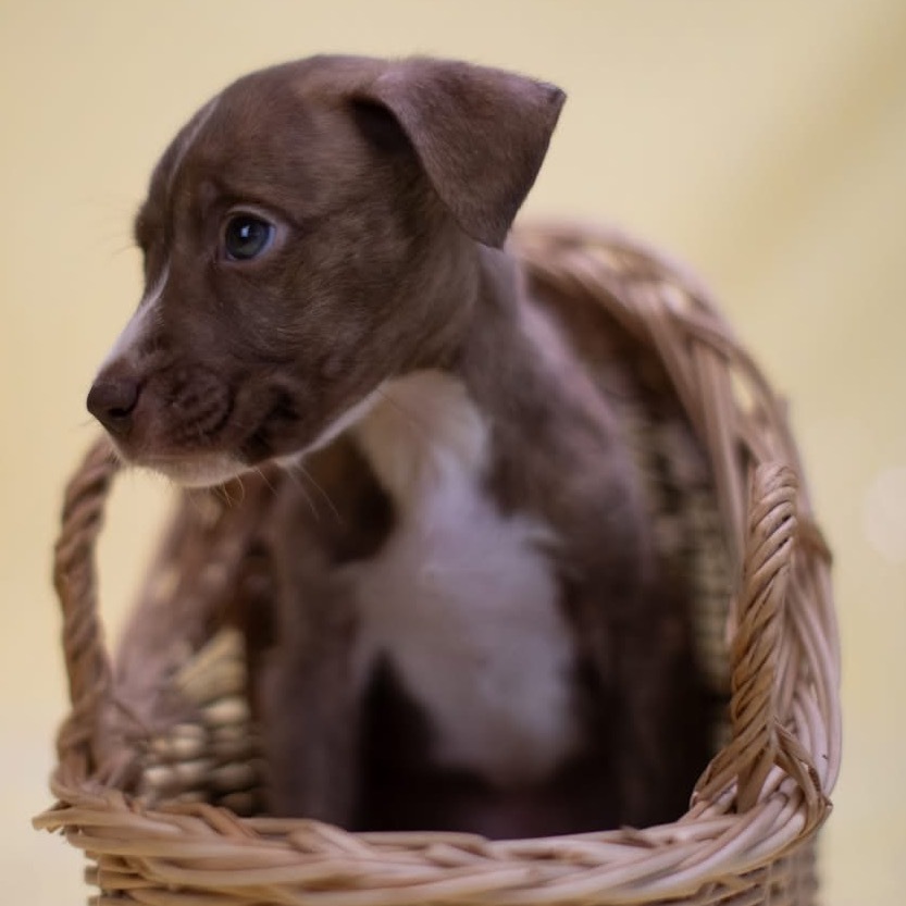 Eggroll
