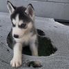 Nova photo 1
