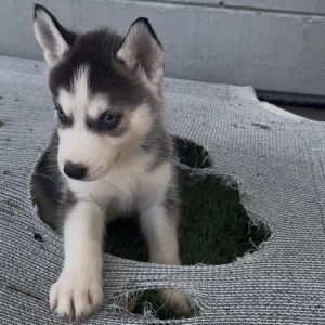 Nova, Baby Female unknown