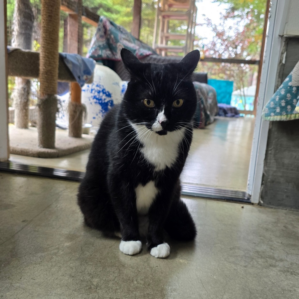 Boots, an adoptable Domestic Short Hair in Fort Bragg, CA, 95437 | Photo Image 1