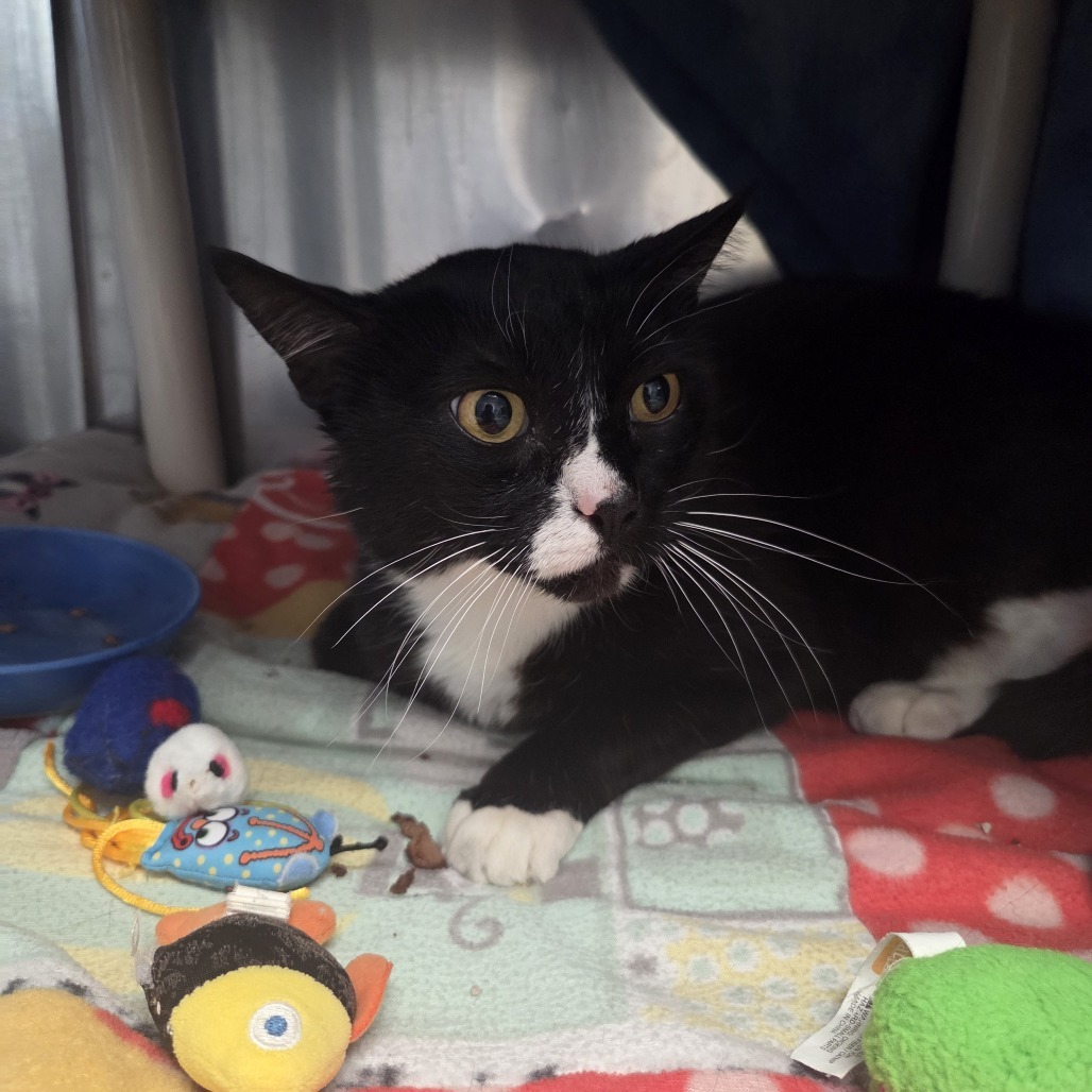 Boots, an adoptable Domestic Short Hair in Fort Bragg, CA, 95437 | Photo Image 2