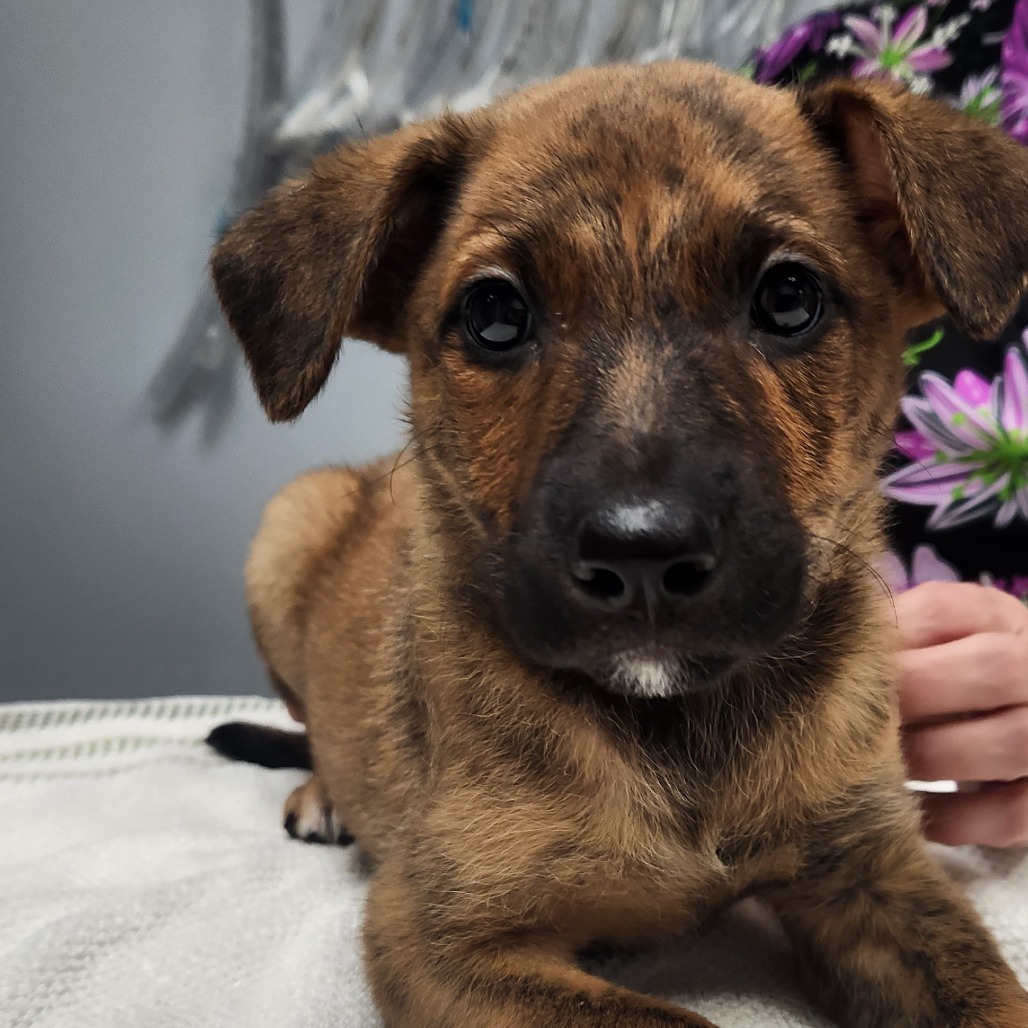 Adopt Charcoal