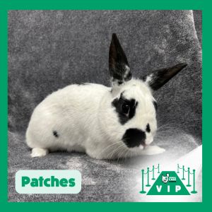Patches, Young Male unknown