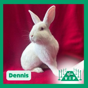 Dennis, Young Male unknown