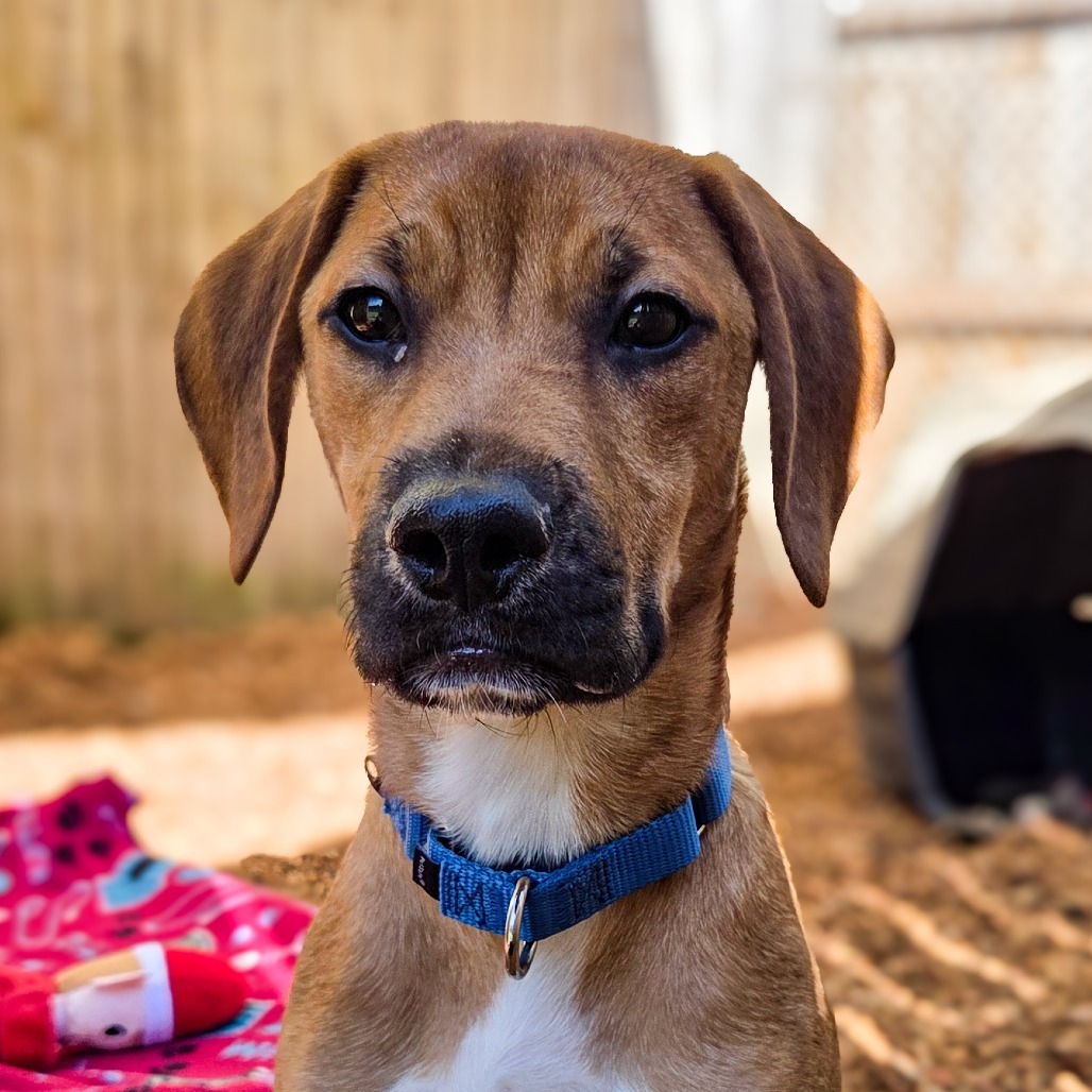 Duke