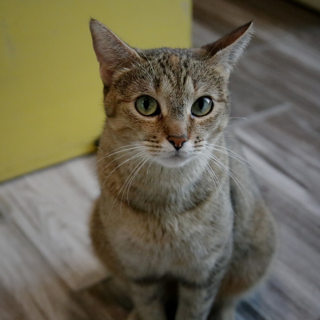Jessie
