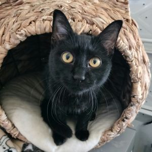 Little Dex, Young Male unknown