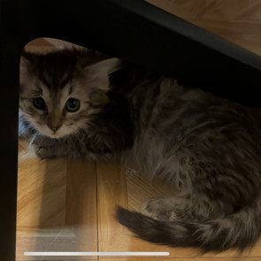 Nutmeg w/ Cayenne - Shy, but Sweet! Good w/ Cats!
